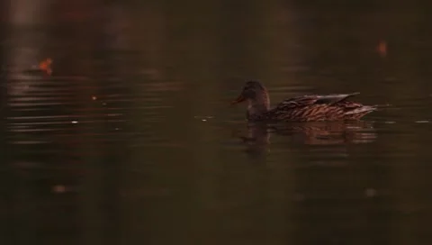 Mallards Stock Footage 8926384