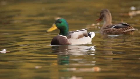 Mallards Stock Footage 8926385