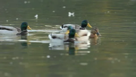 Mallards Stock Footage 8926386