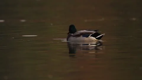 Mallards Stock Footage 8926392