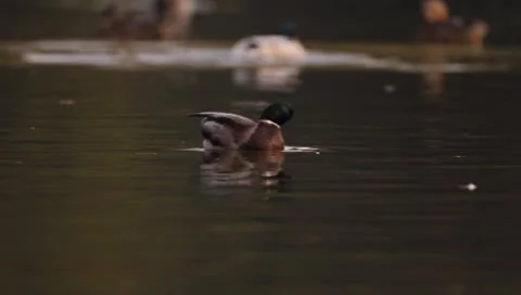 Mallards Stock Footage 8926394