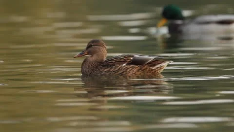 Mallards Stock Footage 8926398