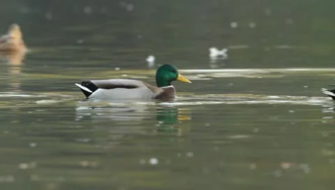 Mallards Stock Footage 8926399