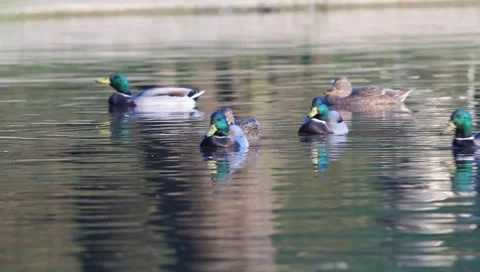 Mallards Stock Footage 8926400