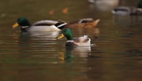 Mallards Stock Footage 8926401