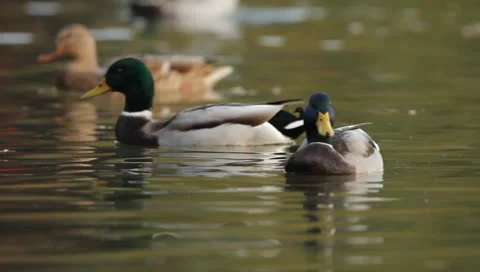 Mallards Stock Footage 8926402