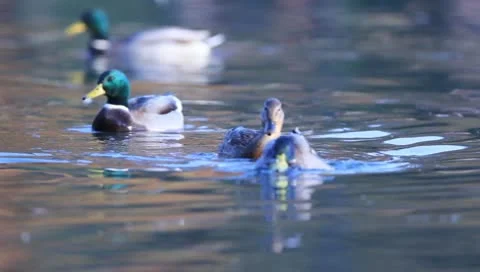 Mallards Stock Footage 8926403