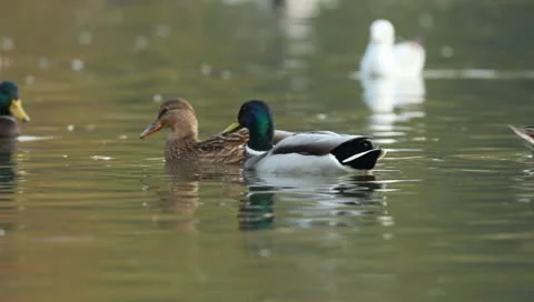 Mallards Stock Footage 8926404