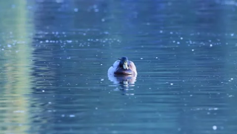 Mallards Stock Footage 8926407