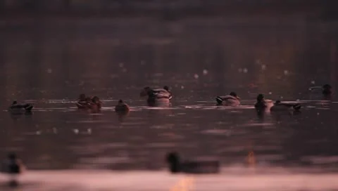 Mallards Stock Footage 8926408
