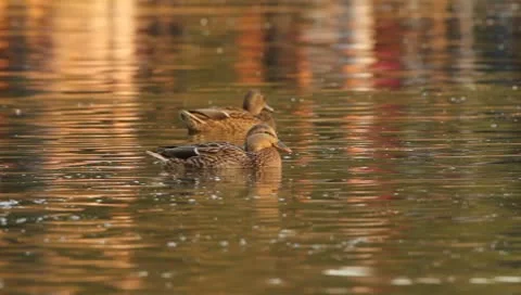 Mallards Stock Footage 8926409