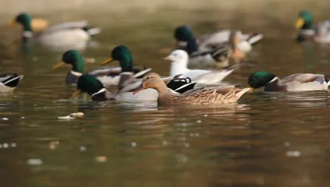 Mallards Stock Footage 8926411