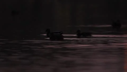 Mallards Stock Footage 8926412