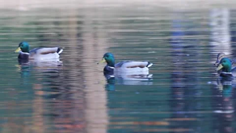 Mallards Stock Footage 8926413