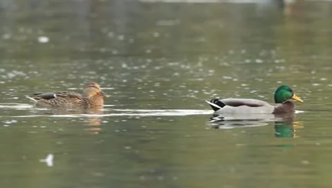 Mallards Stock Footage 8926414