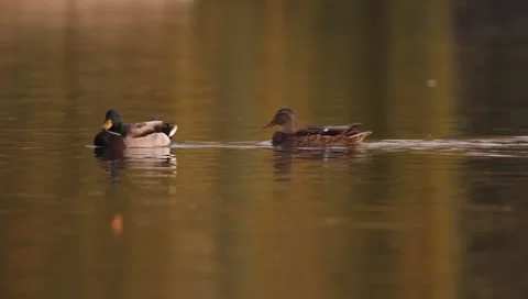 Mallards Stock Footage 8926415