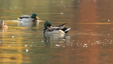 Mallards Stock Footage 8926416