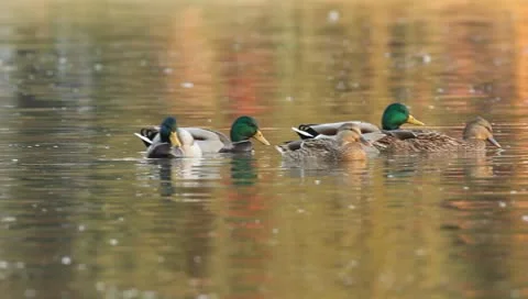 Mallards Stock Footage 8926417