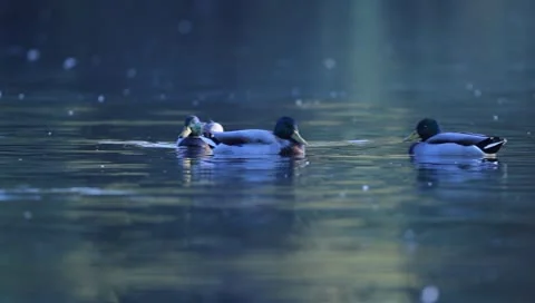Mallards Stock Footage 8926419