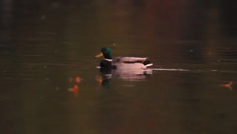 Mallards Stock Footage 8926421