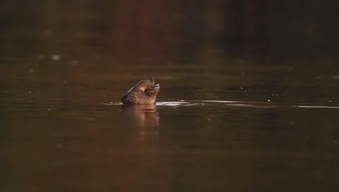 Mallards Stock Footage 8926423