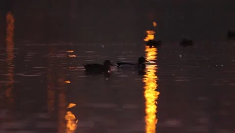 Mallards Stock Footage 8926424