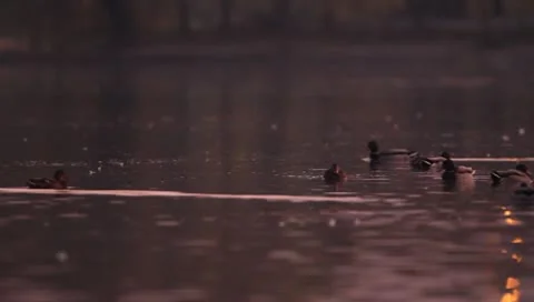 Mallards Stock Footage 8926426