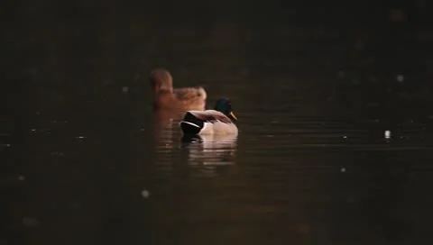 Mallards Stock Footage 8926427