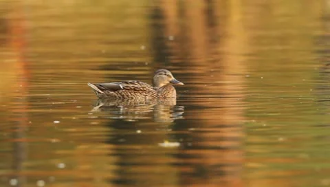 Mallards Stock Footage 8926428