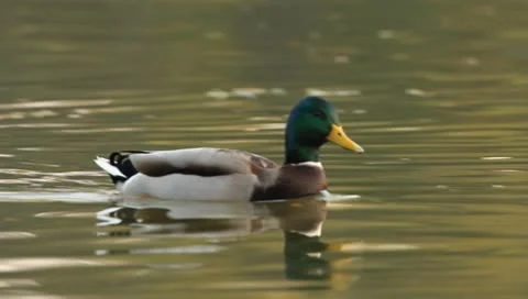 Mallards Stock Footage 8926429