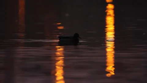 Mallards Stock Footage 8926431
