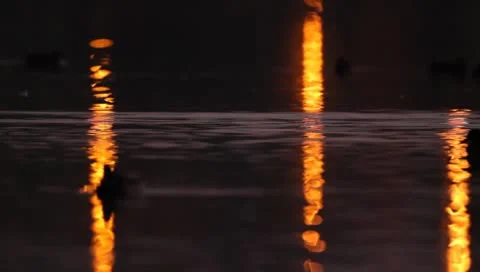 Mallards Stock Footage 8926433