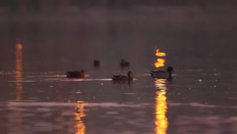Mallards Stock Footage 8926437