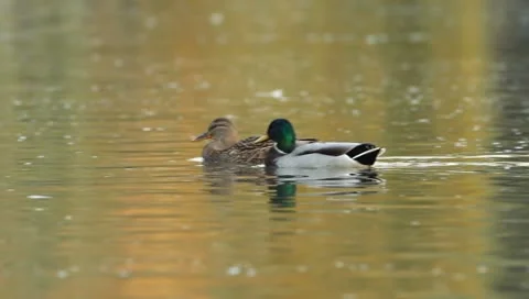 Mallards Stock Footage 8926441