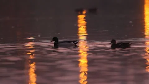 Mallards Stock Footage 8926444