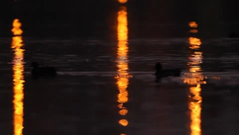 Mallards Stock Footage 8926445