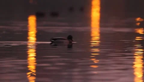 Mallards Stock Footage 8926446