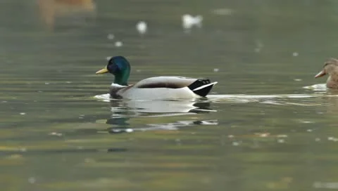 Mallards Stock Footage 8926451