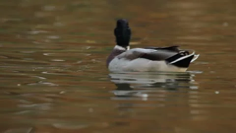 Mallards Stock Footage 8926452