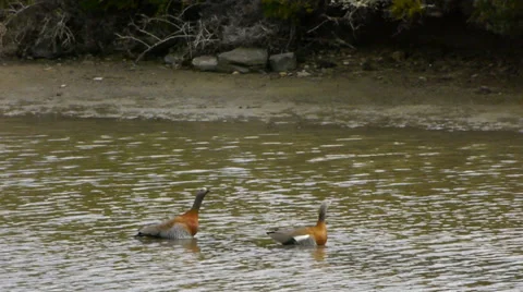 Mallards Video stock 33701974