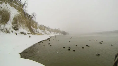 Mallards Stock Footage 34626586