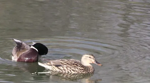 Mallards Vídeos de archivo 36263361