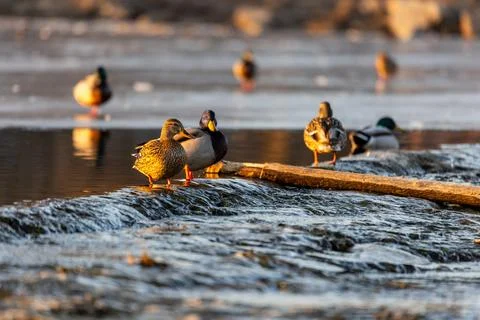 Mallards gather on a log in a flowing stream, golden light warming feathers Stock Photos