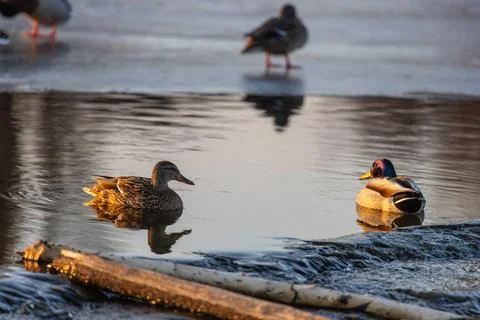 Mallards gather on a log in a flowing stream, golden light warming feathers Stock Photos