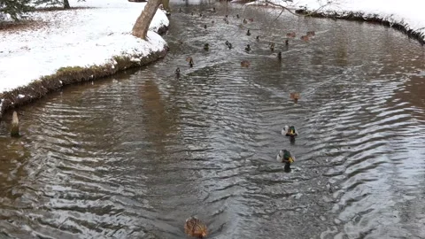 Mallards with glossy bottle-green head and mottled mallards are swimming Stock Footage 168478136