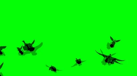Mallards Greenscreen Stock Footage 7728499