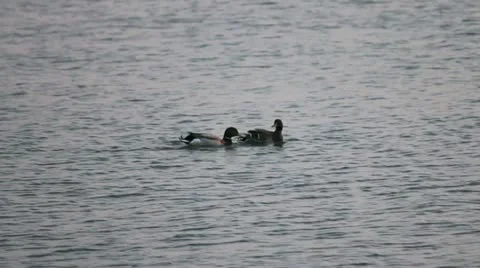 Mallards I Stock Footage 20490984