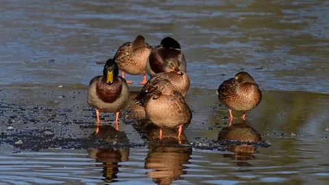 Mallards on ice Video stock 75807058