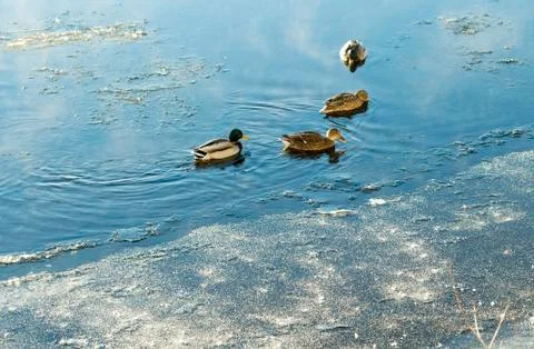 Mallards in Icy River 스톡 사진