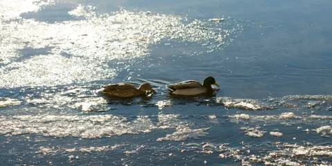 Mallards in Icy River Stock Photos